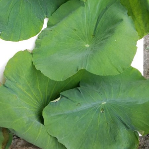 Exportateur vietnamien fournissant des feuilles de lotus fraîches en vrac pour les besoins d'emballage alimentaire traditionnel - Product Image 1