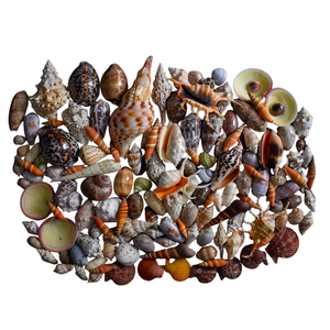 Coquille cauri polie pour la fabrication de bijoux décoration bricolage et affichage d'aquarium - Product Image 3