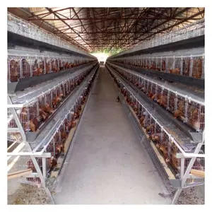 Cage de poulet galvanisée de type A populaire capacité de 96 à 196 poules pour la ferme en Afrique du Sud