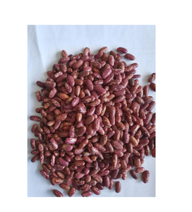 Gros en vrac gros haricots mouchetés de lumière (récolte récente) de haute qualité 10kg vente à prix bon marché - Product Image 2