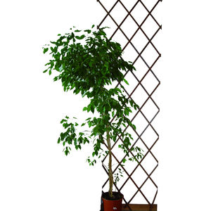 Estructura de Madera Pintada con Líneas Rojas para Uso en Plantas - Product Image 1