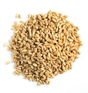 Самая дешевая цена от поставщика, органическое сушеное зерно из цельной пшеницы с быстрой доставкой