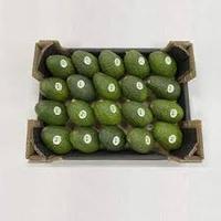 Avocat frais pour l'exportation au meilleur prix, qualité standard élevée