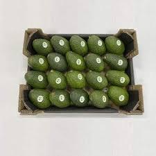 Aguacate Fresco para Exportación con el Mejor Precio, Alta Calidad Estándar - Product Image 2