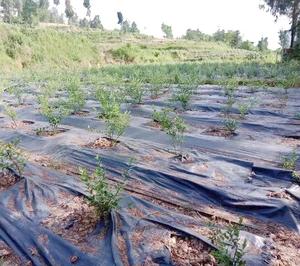 Toile géotextile tissée anti-UV et anti-herbe pour l'agriculture et l'aménagement paysager, en polyester et PP, à prix usine - Product Image 4