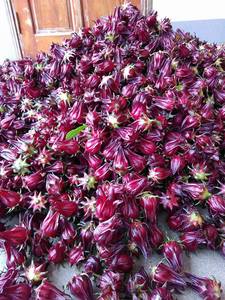 ดอกชบาแบบแห้ง100% ดอกชบาแบบแห้งตามธรรมชาติดอกชบาสีแดงทับทิมแบบพรีเมี่ยมสีชาสดเป็นกลุ่มเพื่อการส่งออก - Product Image 4