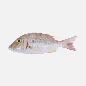 शीर्ष गुणवत्ता वाली वैश्विक मांग थोक ताजा समुद्री भोजन जमे हुए लाल स्नैपर सम्राट मछली