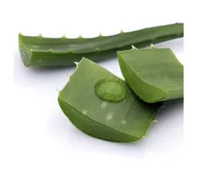 Viet Nam Fábrica Diretamente Tamanho Personalizado Açúcar Livre Aloe Vera Dices/Cubos Extrair Polpa De Folha Para Fazer Beber Suco