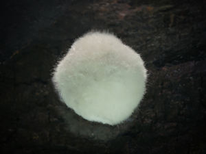 พลอยคริสตัลสีขาวจากอินเดีย okenite แร่ไจโรไลต์เกรดบอลจากอินเดีย okenite - Product Image 3