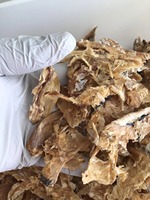 Stockfish séché naturel disponible en volumes commerciaux pour les acheteurs en gros meilleure qualité