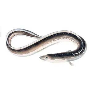 Frozen 100% Halal And Exportable High Quality Wholesale Cheap Price Fresh Eel Fish Long Eel Fish