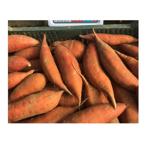 Fournisseur en gros de légumes frais de qualité naturelle, patates douces en vrac, prêts à l'exportation - Product Image 4