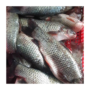 Poisson Rohu entier congelé de haute qualité de qualité fraîche-Qualité supérieure à faible teneur en sucre et en glucides - Product Image 6