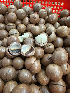 Nuez MACCA tostada con crujido perfecto, nuez MACCA de Vietnam empaquetada con aceite y proteínas saludables, ideal para el mercado de exportación - Product Image 5