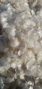 Boîte d'écailles de poisson DECALCIFIED/Barramundi/Seabass/Snakehead/Tilapia séchée de haute qualité/emballage en vrac/sac du Vietnam - ANNA DO - Product Image 5