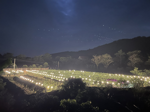 Luz de cultivo LED de espectro completo perfecta para florecer fruta de dragón con espectro de luz equilibrado - Product Image 3