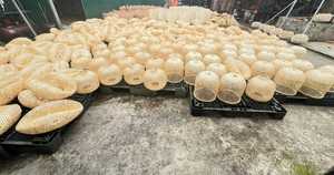 โคมไฟหวายไม้ไผ่ทรงกลมโคมไฟเพดานโลหะโคมไฟระย้าจากเวียดนามผู้ผลิตสำหรับใช้ในบ้าน - Product Image 6