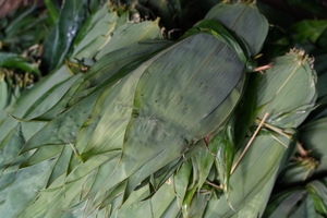 Fournisseur en gros de feuilles de bambou congelées pour les fabricants alimentaires mondiaux - Product Image 6