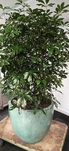 1. Offres Spéciales et nouveaux designs 2024-2025 Grandes jardinières extérieures du Vietnam - Product Image 6