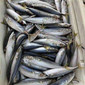 Filete de caballa congelado Iqf sin piel y sin hueso No se necesita preparación Ahorre tiempo en la cocina Cocine rápido - Product Image 1