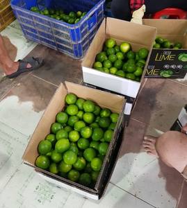Limón Verde Fresco sin Semillas de Vietnam, Fruta Cítrica Fresca Natural con Calidad de Exportación y Buen Precio para Exportación - Product Image 5