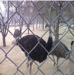 Ferme robuste et galvanisé KIMMU Factory Supply Clôture de jeu en fil de diamant Clôture à maillons de chaîne de 6 pieds à vendre - Product Image 2