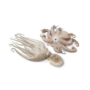 ปลาหมึกทรงกลมทั้งตัวแช่แข็งแบบสด - Product Image 6