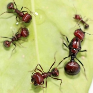 Messor cephalotes (Hormiga cosechadora gigante africana) - Product Image 2