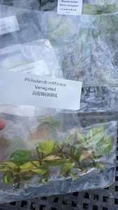 Plante rare de Philodendron Micans variegata en culture tissulaire - Feuille veloutée 3-5 cm, cultivée en laboratoire et certifiée phytosanitaire - Product Image 6