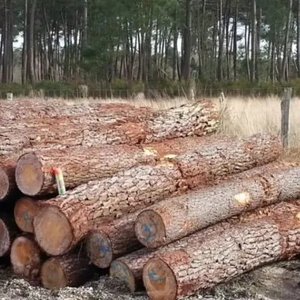 Pine, Hardwood Timber, Teak <b>Wood</b> / Pine <b>Wood</b> <b>Logs</b>, Oak <b>Wood</b> <b>Logs</b> for Supply at Cheap Price - Product Image 4