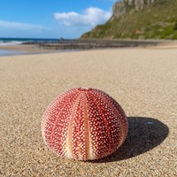 Prix le plus bas, approvisionnement en gros de coquilles de seaux vides, coquilles de seaux naturelles de plage, coquilles de seaux géantes et petites Sputnik