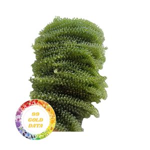 จัดส่งรวดเร็วอาหารทะเลสดใหม่ (หญ้าทะเล) อาหารสีเขียวคุณภาพสูงจากเวียดนามรองรับซิปบรรจุองุ่นทะเลอบแห้ง - Product Image 2