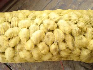 มันฝรั่งสดใหม่สำหรับผู้ส่งออกพร้อมเก็บเกี่ยวคุณภาพ - Product Image 5