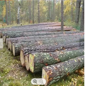 高品质桦木圆木，直径从16厘米桦木原木木材