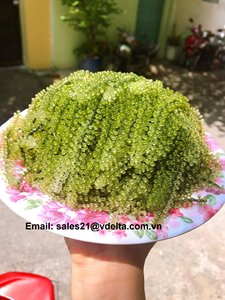 VENTA AL POR MAYOR UVAS/UVA ALGAS // Lima - Product Image 6