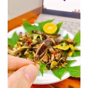 จิ้งหรีดสนามแห้งโปรตีนสูง | เกรดอาหารสำหรับการบริโภคของมนุษย์ - Product Image 6