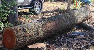 Madera de Cerezo Rojo Troncos Muebles Grado Madera - Product Image 6