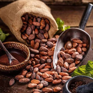 Granos de cacao de nivel superior para empresas de chocolate y plantas de procesamiento de cacao Suministro a granel - Product Image 6