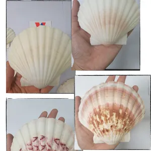 Conchas marinas de conchas naturales para manualidades, grandes, OEM, exportación desde Vietnam/MS Daisy + 84 34 674 1794 (WhatsApp)