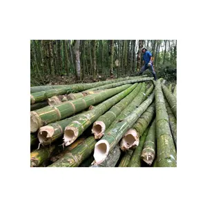 Poteau en bambou d'usine du Vietnam de haute qualité avec la taille adaptée aux besoins du client pour des tubes de poteau d'agriculture/Natural Bamboo en vrac - Product Image 1
