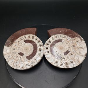 Paire d'Ammonites du Timor, pierres décoratives semi-polies, ensemble d'Ammonites naturelles assorties pour l'exposition, les collectionneurs et la vente en gros - Product Image 3