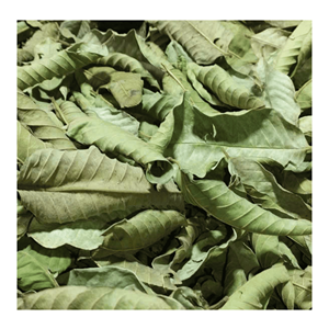 Feuilles de goyave séchées, feuilles de goyave séchées fabriquées à partir de plantes sélectionnées pour la production de boissons à l'infusion au Vietnam - Product Image 3