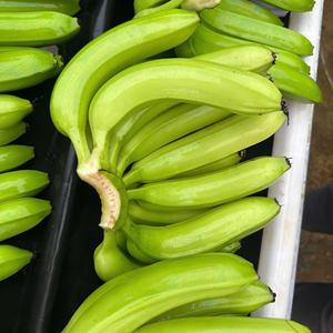 Plátanos Cavendish dulces naturales cultivados en regiones tropicales para exportación - Product Image 1