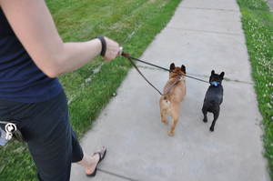 Laisse de chien tressée à la main style luxe avec poignée en cuir souple et confortable en caoutchouc durable logo personnalisé prix compétitif OEM - Product Image 6