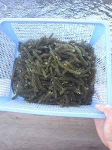 Caulerpa Lentillifera seca de Vietnam/Producto de algas marinas para recetas de comida - Product Image 6