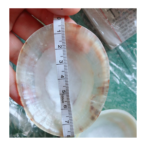 Shell Supplier Vietnam 99 Gold Data Provides Limpet Shell for <b>Mosaic</b> Tables <b>Wall</b> Decor and Craft Applications - Product Image 2