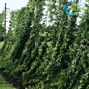 เสื่อปาล์ม/เชือกมะพร้าวราคาโรงงานสำหรับแขวนชั้นวางต้นไม้: ส่งออกจากเวียดนาม - Product Image 4