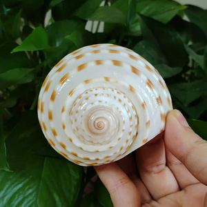 เปลือก Tun ลายธรรมชาติสำหรับนักสะสมเปลือกหอยการตกแต่งทางทะเลและงานศิลปะในธีมมหาสมุทรดอกบัวสีน้ำเงิน - Product Image 5