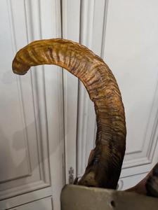 Vintage Shofar Ram cuerno shofar pulido o natural olor libre hecho a mano Judaica para Rosh Hashanah & Yom Kippur - Product Image 3