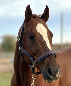Halter cosido elegante con relleno azul. Nariz acolchada y cosida de mejillas planas. Corona acolchada y piezas de mejillas planas, - Product Image 4